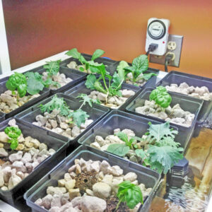 Hydroponics in the Office, Post 1 Image